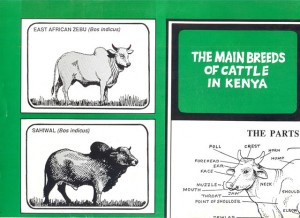 The Main Breeds of Cattle in Kenya: An Informal Illustrated Guide to the Breeds that Make Up the National Dairy and Beef Herds